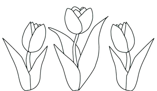 600x351 Tulip Coloring Page Tulip Coloring Pages Flower Page Printable