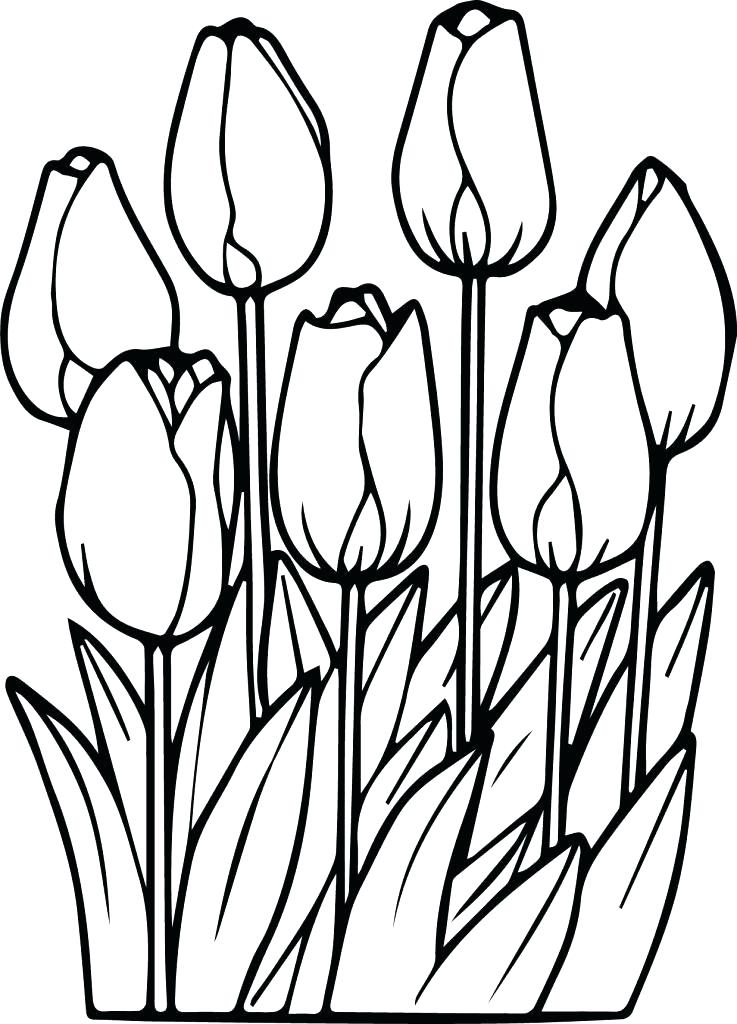 737x1024 Tulip Coloring Page Tulips Coloring Pages Realistic Three Tulips