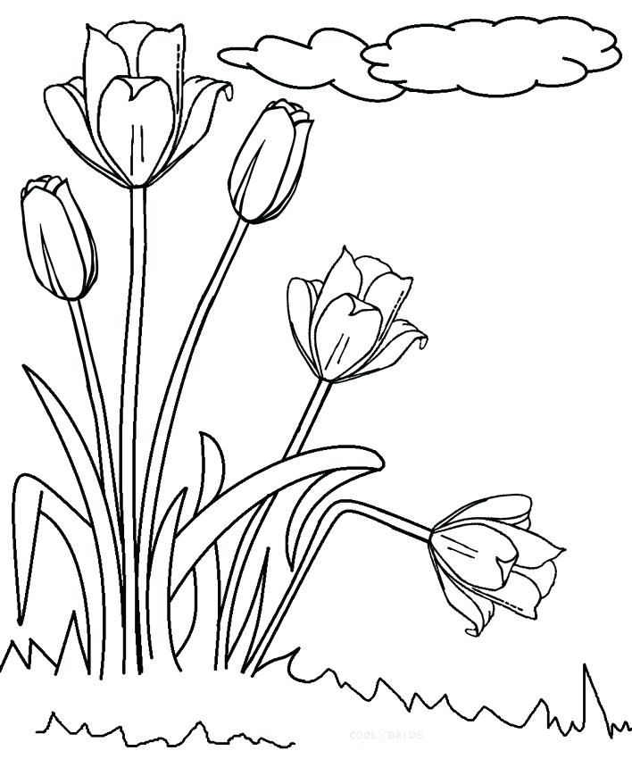 708x850 Tulip Coloring