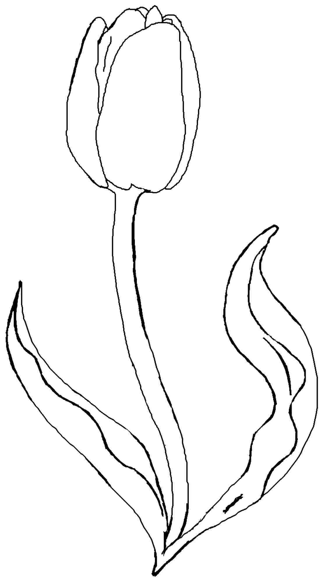 1116x2000 Tulip Flower Coloring Pages Free Printable Tulip Coloring Sketch