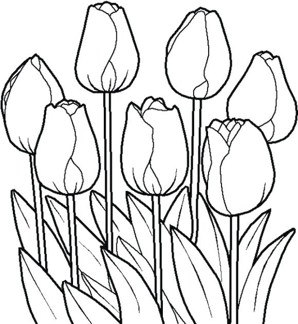 580x630 Tulip Coloring Pages