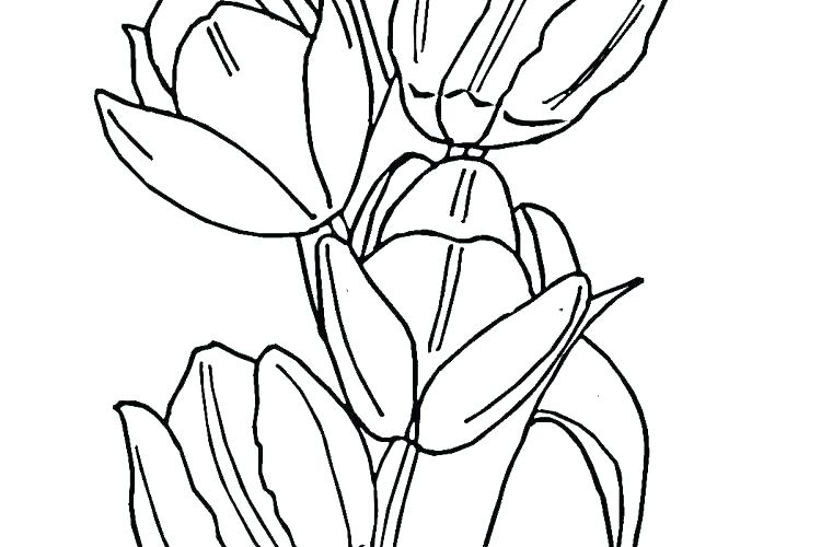 750x500 Tulip Coloring Page Tulips Coloring Pages Tulip Coloring Page