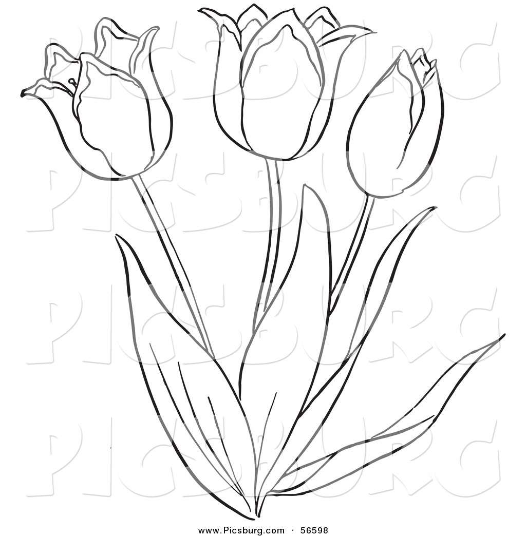 1024x1044 Clip Art Of A Coloring Page Of A Tulip Flower Plant By Picsburg