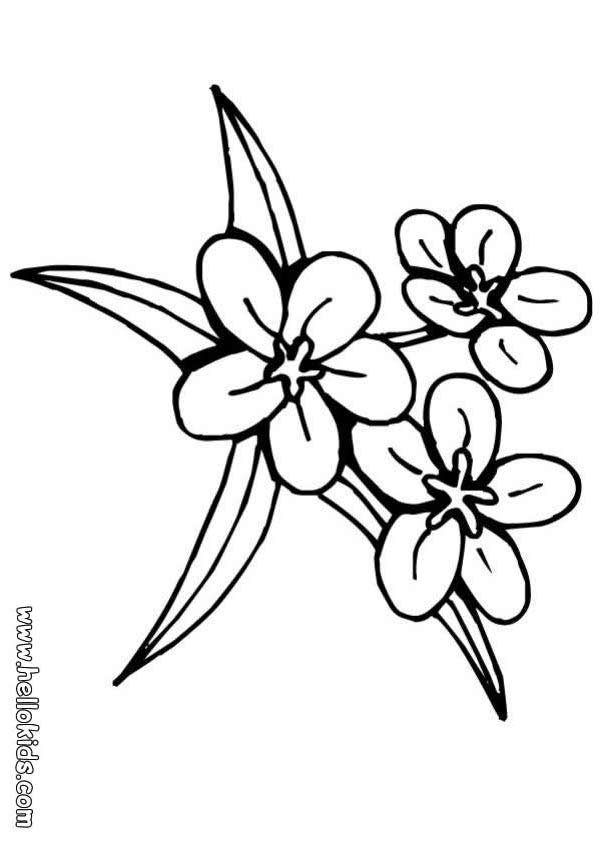 601x850 Tulip Flower Coloring Pages