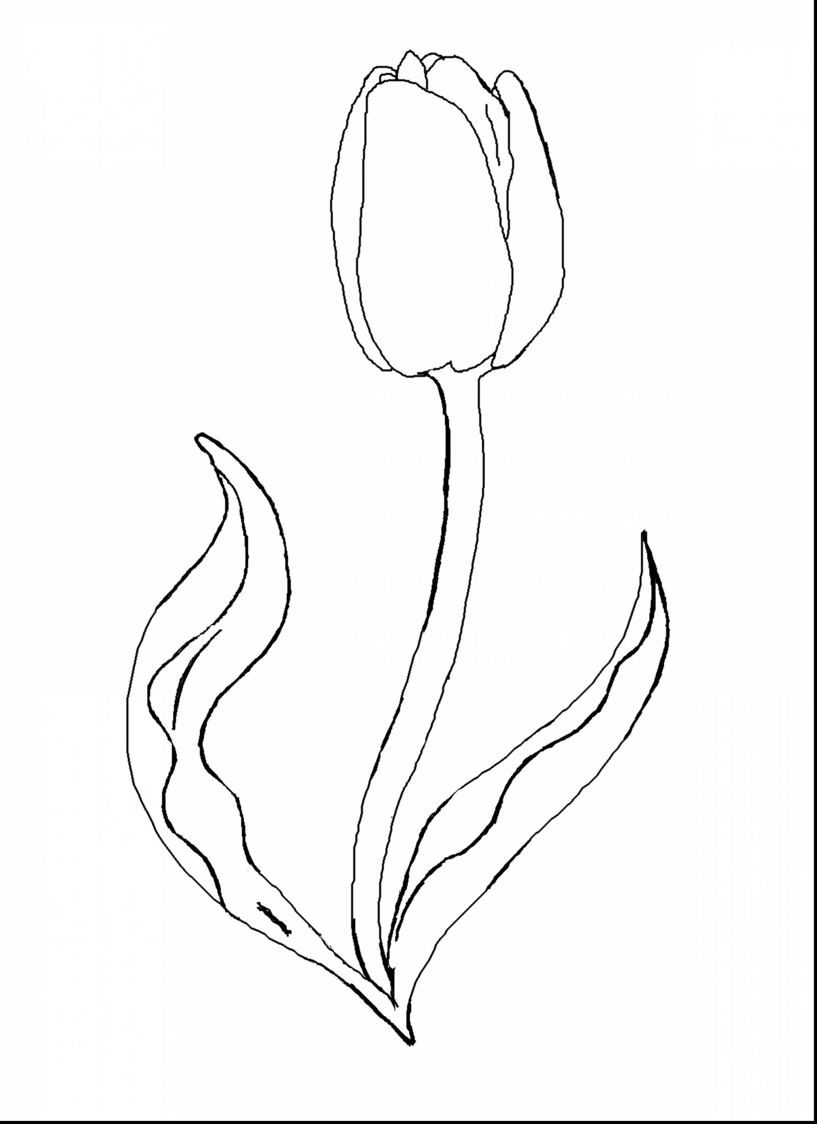 2640x3630 Unbelievable Magnificent Printable Tulips Flower Coloring Pages