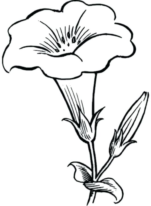 530x723 Coloring Pages Tulips Shared By Coloring Pages Tulips Tulip Flower