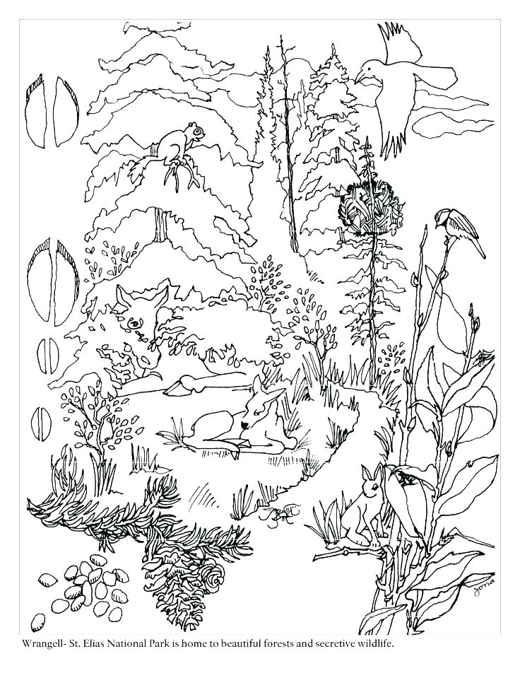 736x952 Arctic Tundra Coloring Pages Lukas Podolski.club
