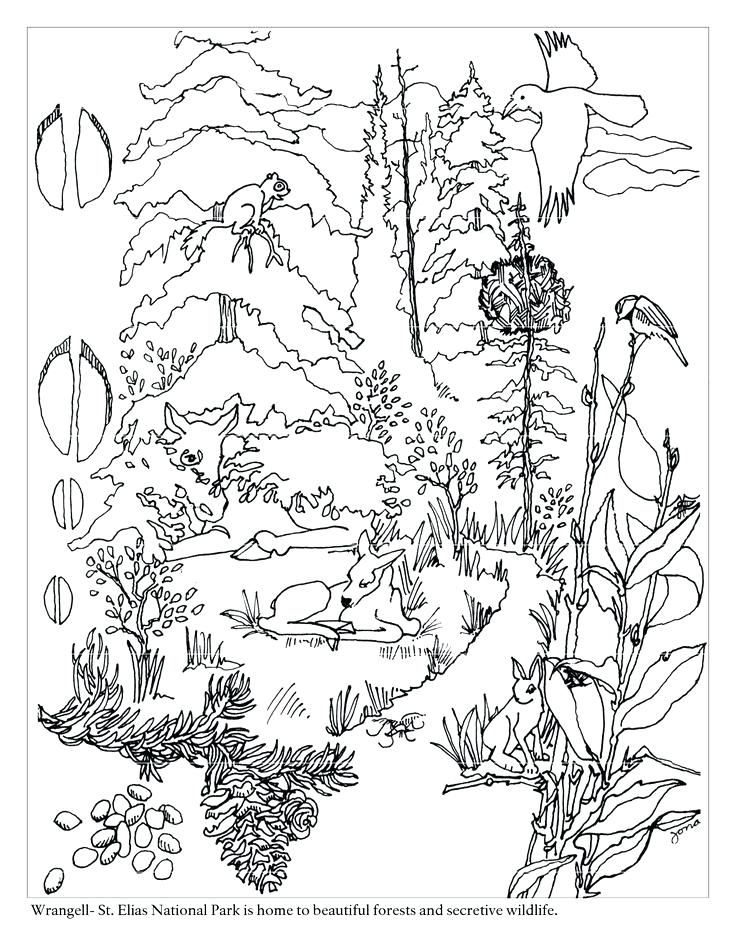 736x952 Biomes Coloring Pages Taiga Colouring Pages Biomes Color Pages