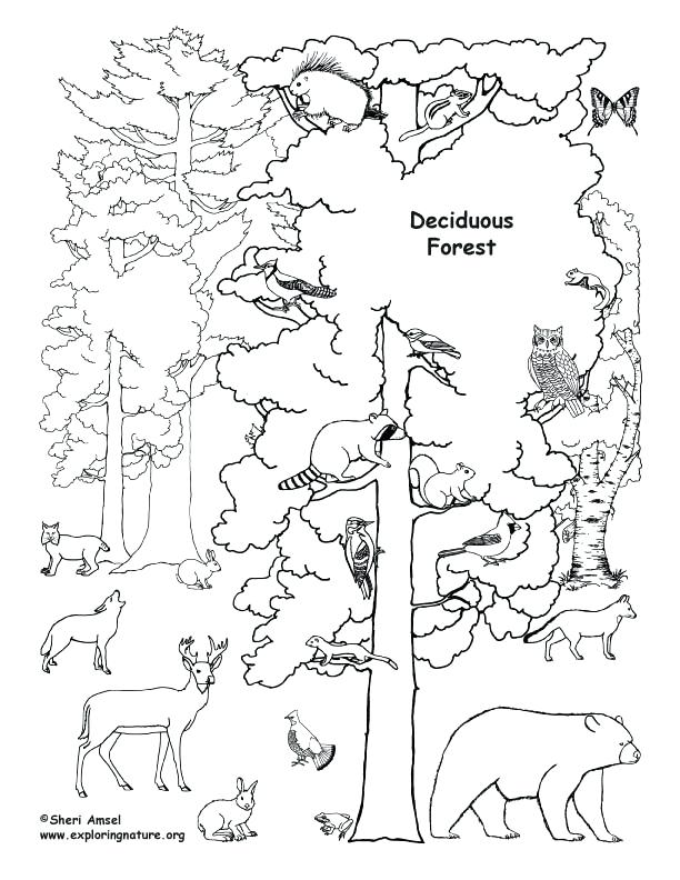 612x792 Biomes Coloring Pages Tundra Biome Coloring Pages