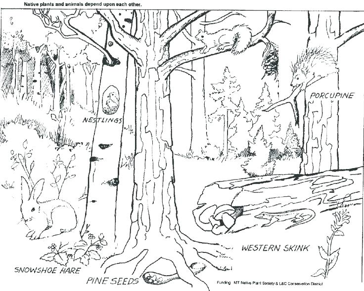 736x590 Biomes Coloring Pages Us Tundra Biome Coloring Pages