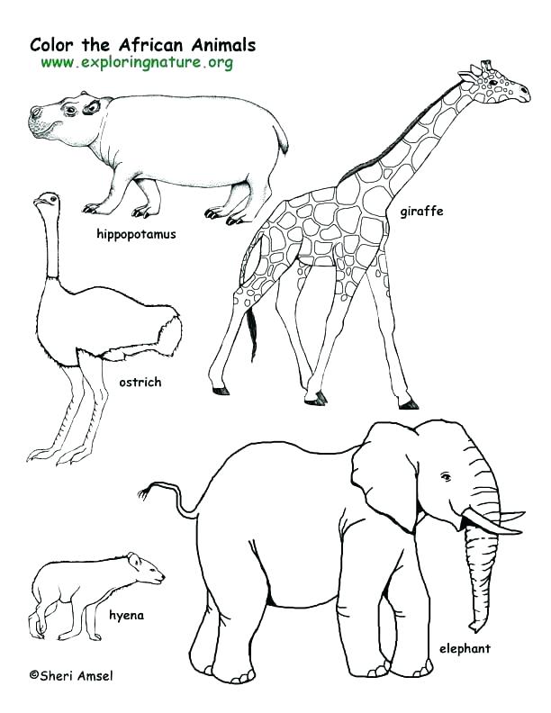 612x792 Kids Coloring Online Kids Coloring Tundra Animals Coloring Pages