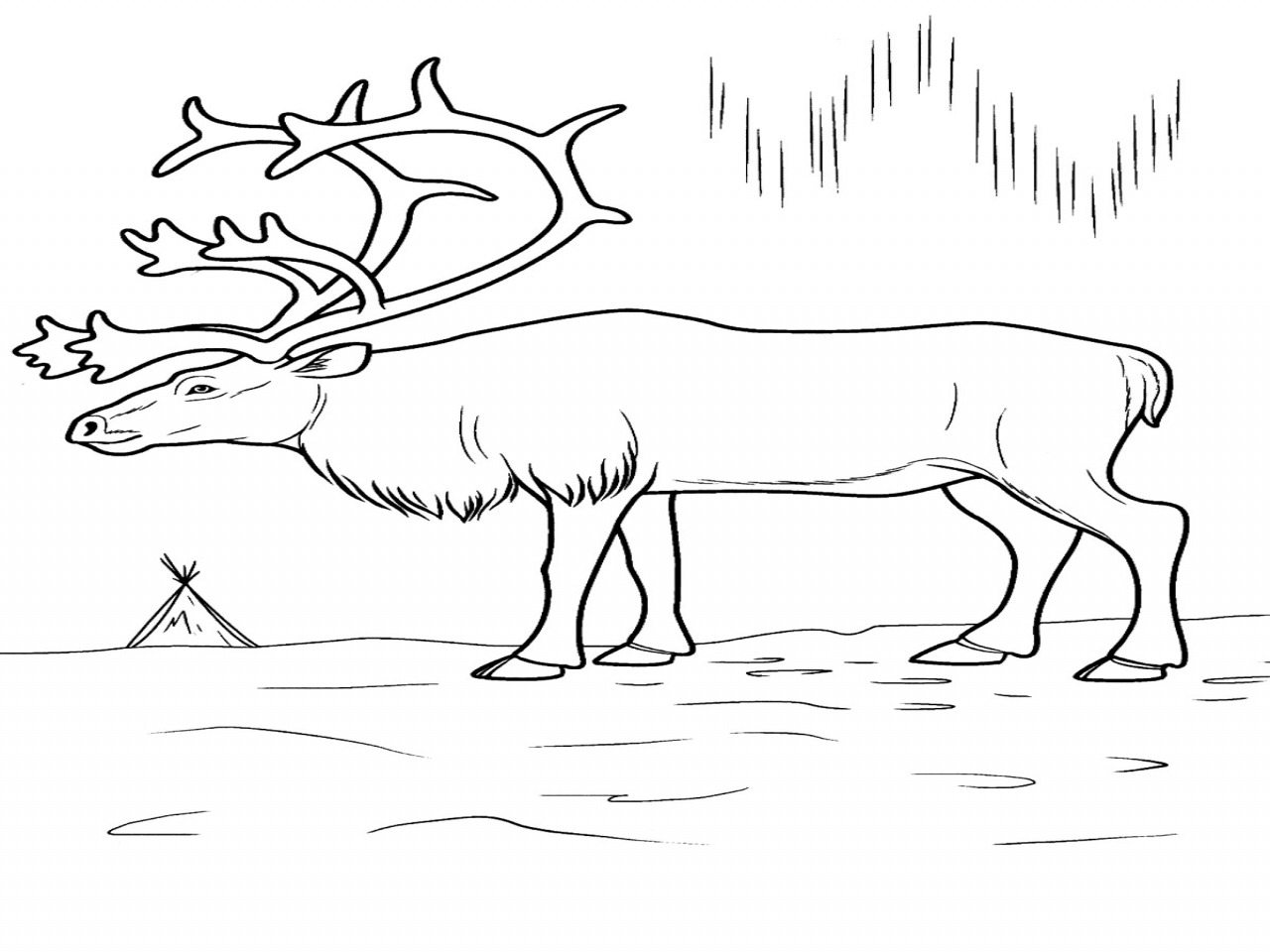 1280x960 Tundra Coloring Pages Arctic Animals