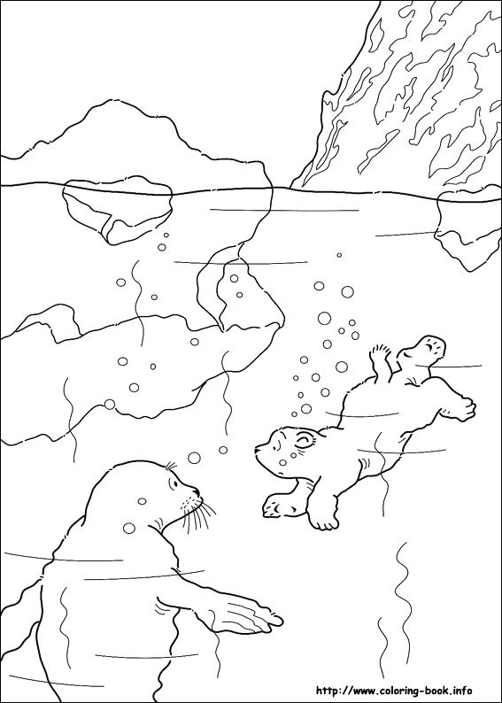 567x794 Arctic Animal Coloring Pages