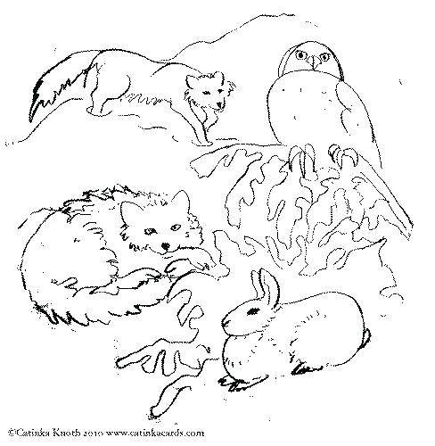 488x500 Arctic Animals Coloring Pages Arctic Animals Coloring Pages Size