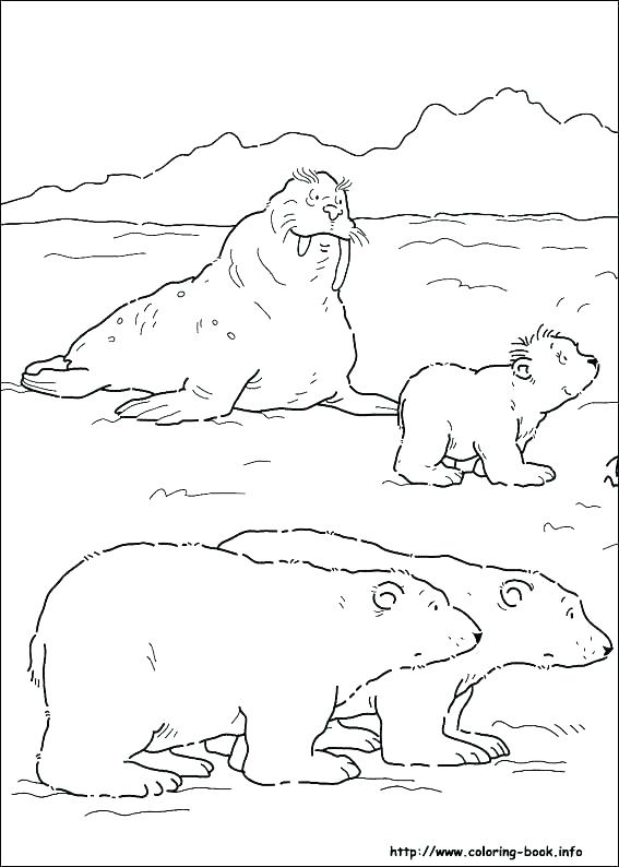 567x794 Arctic Animals Coloring Sheets Polar Animals Mindfulness Colouring