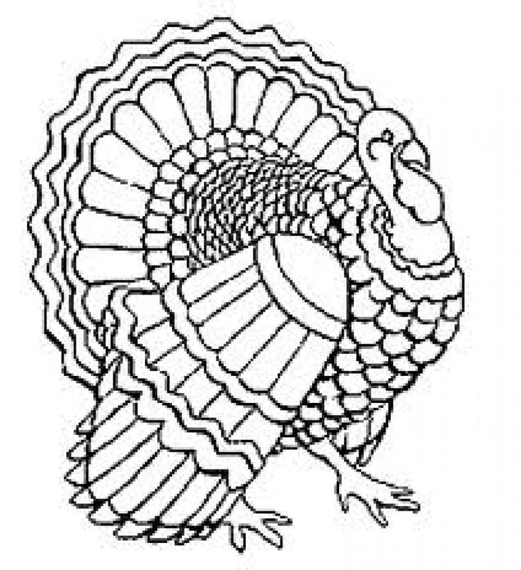 736x805 Top 89 Turkey Coloring Pages