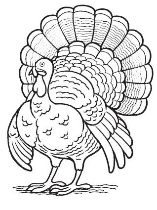 318x425 Zentangle Turkey Coloring Page Kids