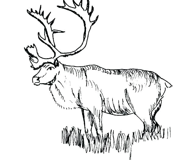 Turkey Hunting Coloring Pages