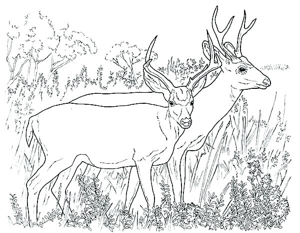 600x467 Hunting Coloring Pages Hunting Coloring Pages Hunting Coloring