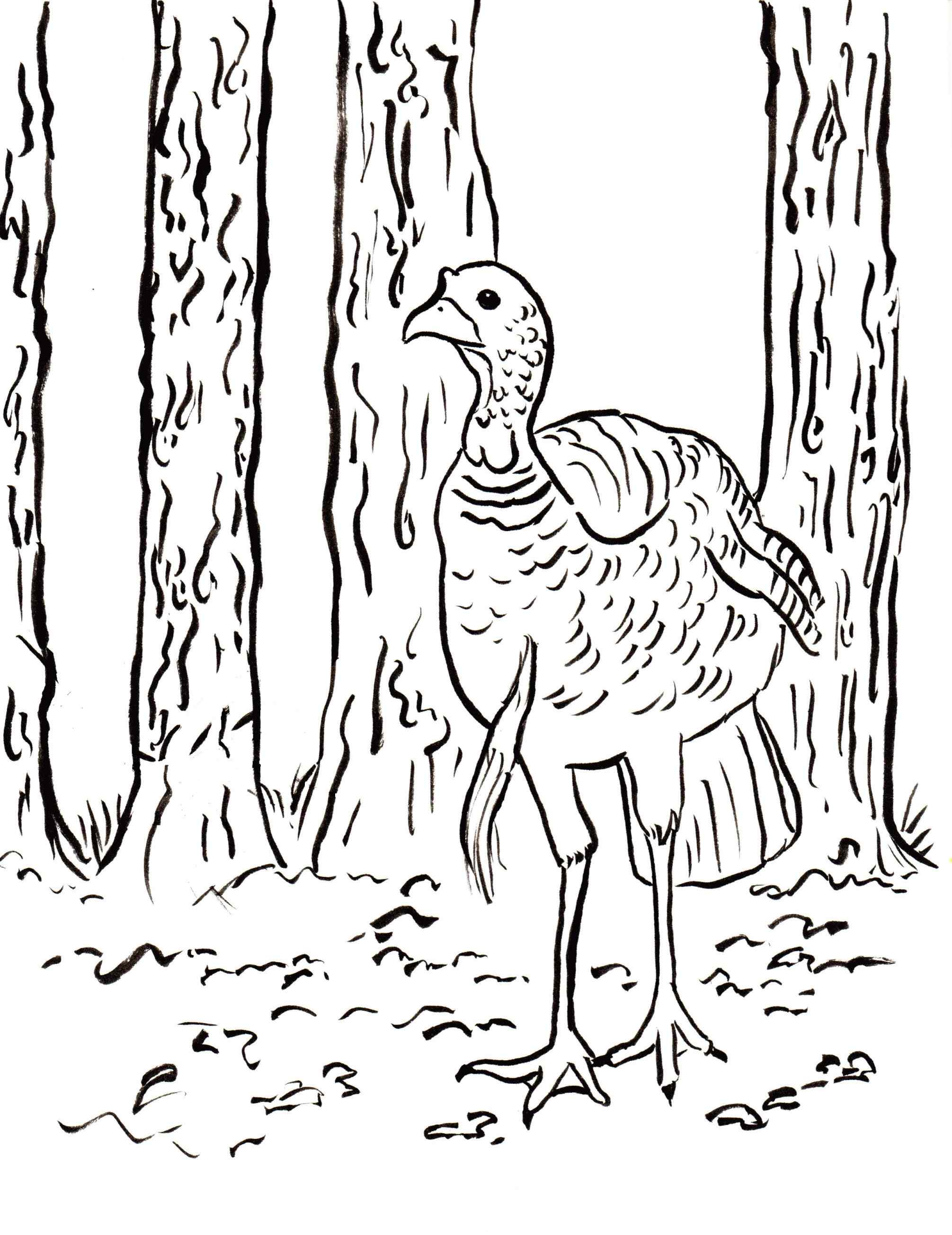 2011x2607 Turkey Hunting Coloring Pages Online Coloring Printable