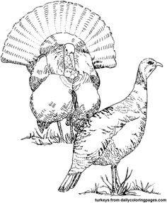 236x287 Wild Turkey Coloring Page