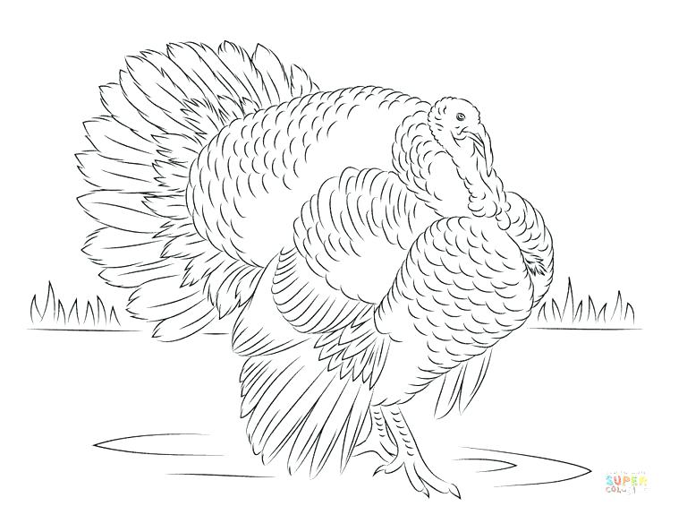 768x594 Turkey Color Pages Turkeys To Color Printable Wild Turkey In