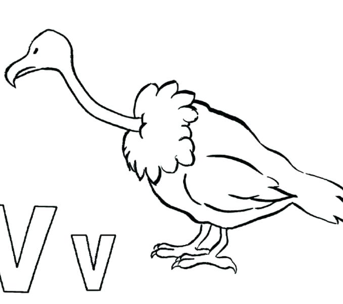 678x600 Turkey Vulture Coloring Pages Kids Coloring 9 Best Vulture