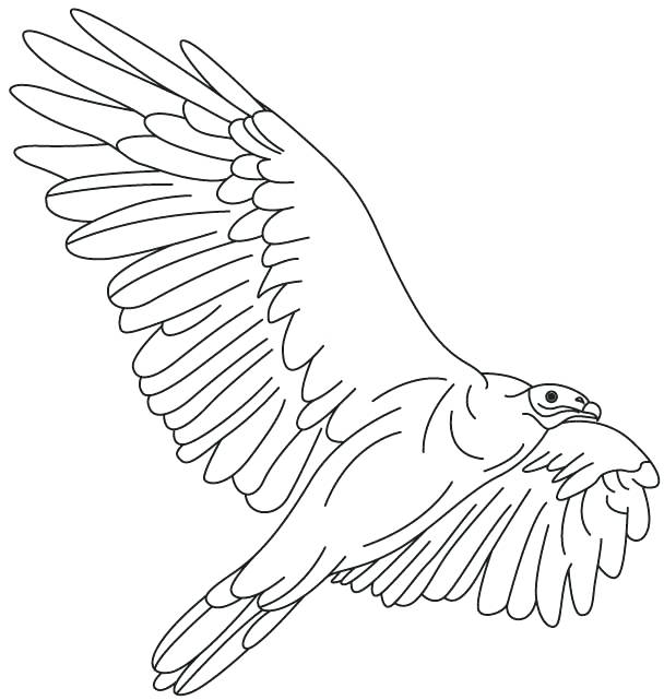 608x641 Turkey Vulture Coloring Pages Kids Coloring March