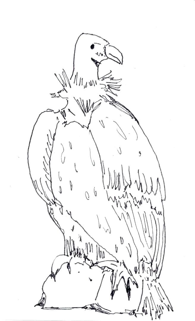 656x1078 Vulture Coloring Pages Drawn Turkey Vulture Cute Pencil And