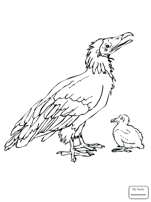 618x824 Vulture Coloring Pages Pigeon Turkey Vulture Coloring Pages Www
