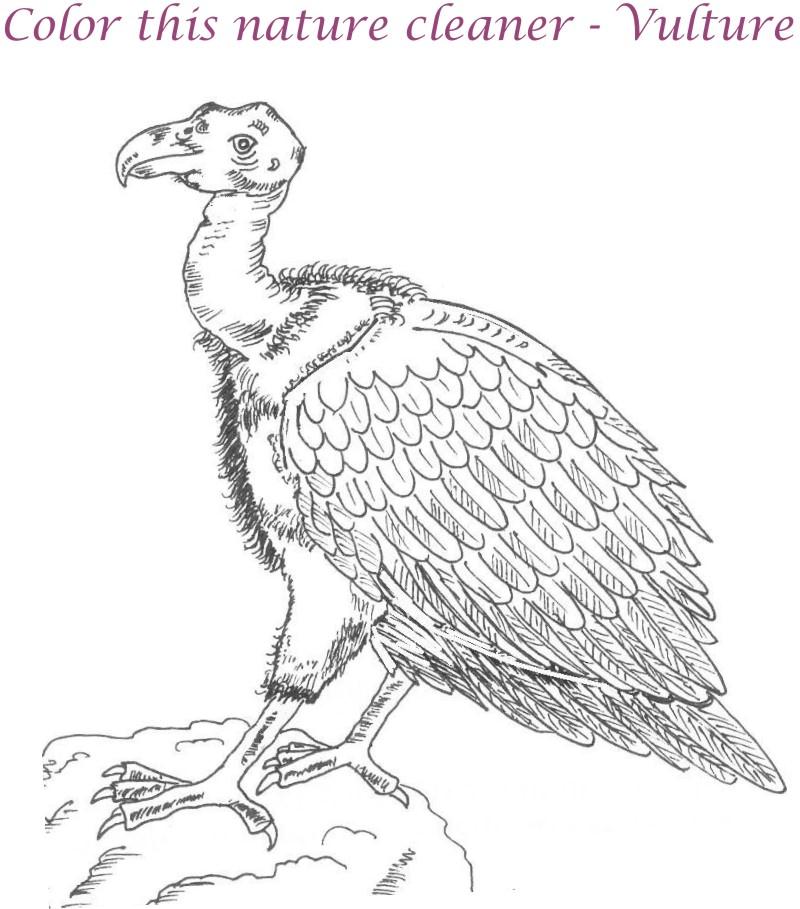 800x909 Vulture Coloring Pages Download And Print For Free