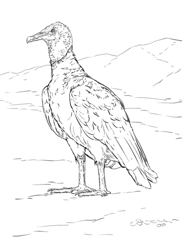 360x480 Realistic Black Vulture Coloring Page Ink Drawings