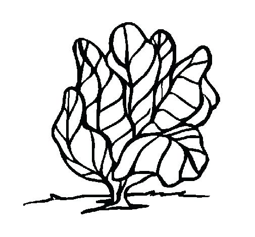 505x470 Turnip Printable And Coloring Page Coloring Pages Turnip Printable