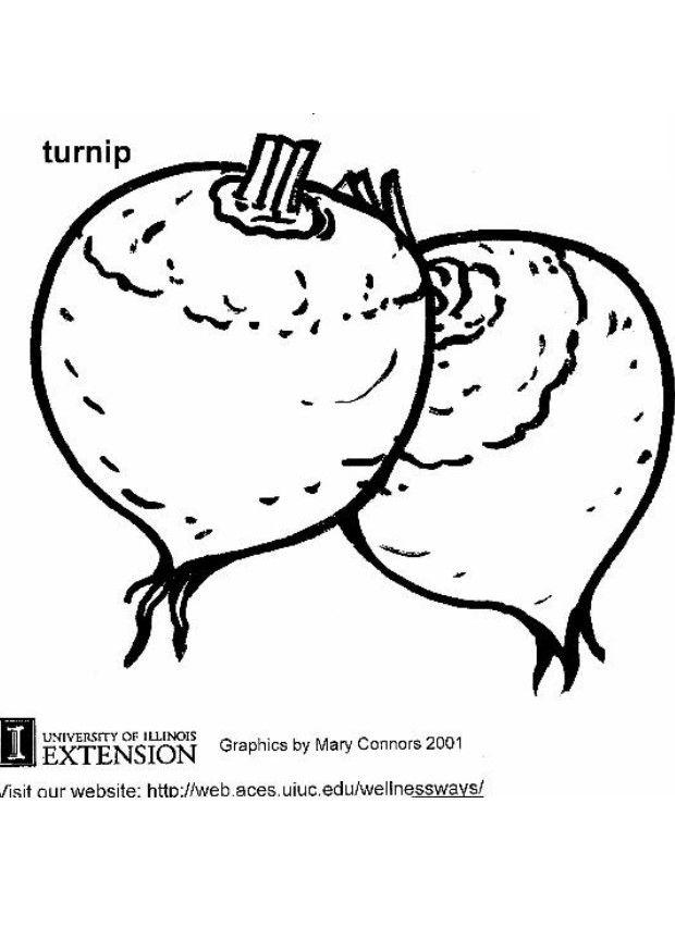 620x875 Coloring Page Turnip