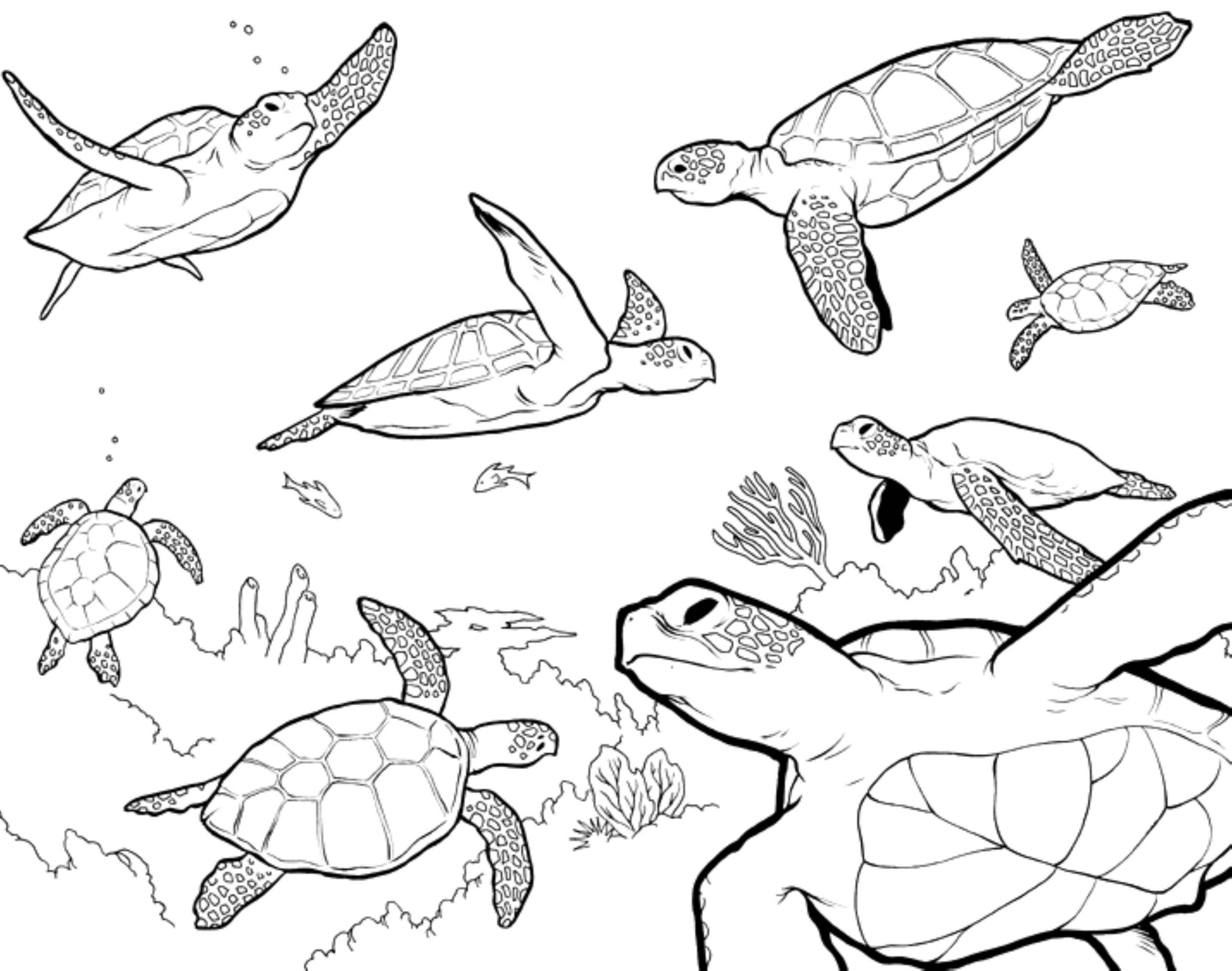 2500x1969 Helpful Sea Turtle Coloring Pages Adult Coloring Pages