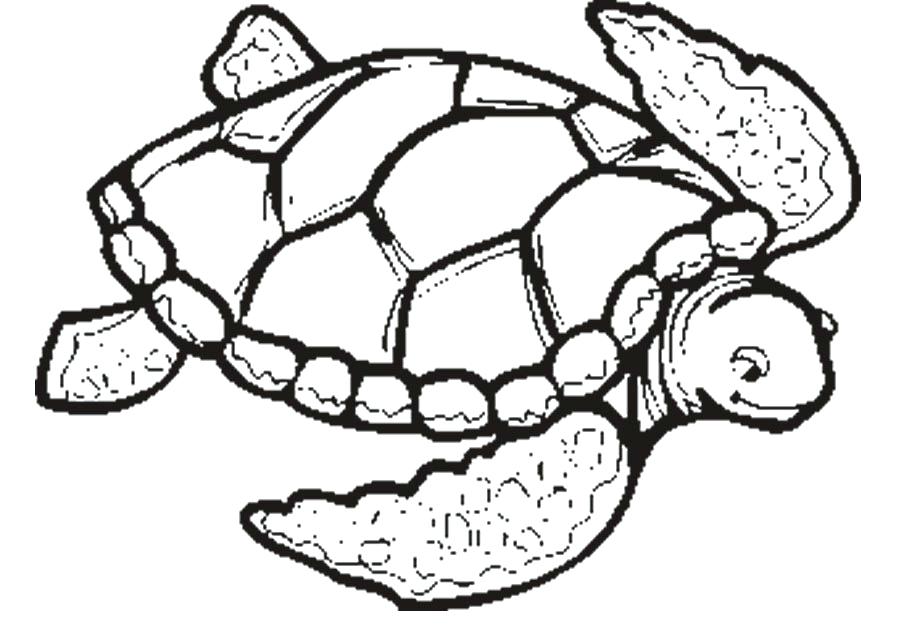 900x632 Sea Turtle Printable Coloring Pages Vanda