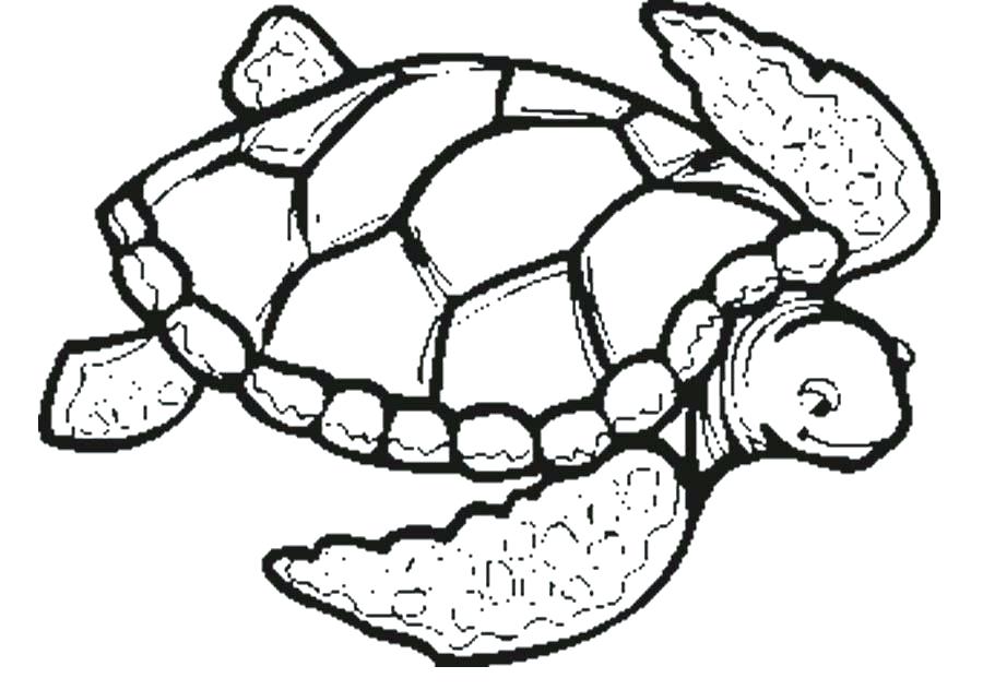 900x632 Cute Turtle Coloring Pages Printable Turtle Coloring Pages Popular