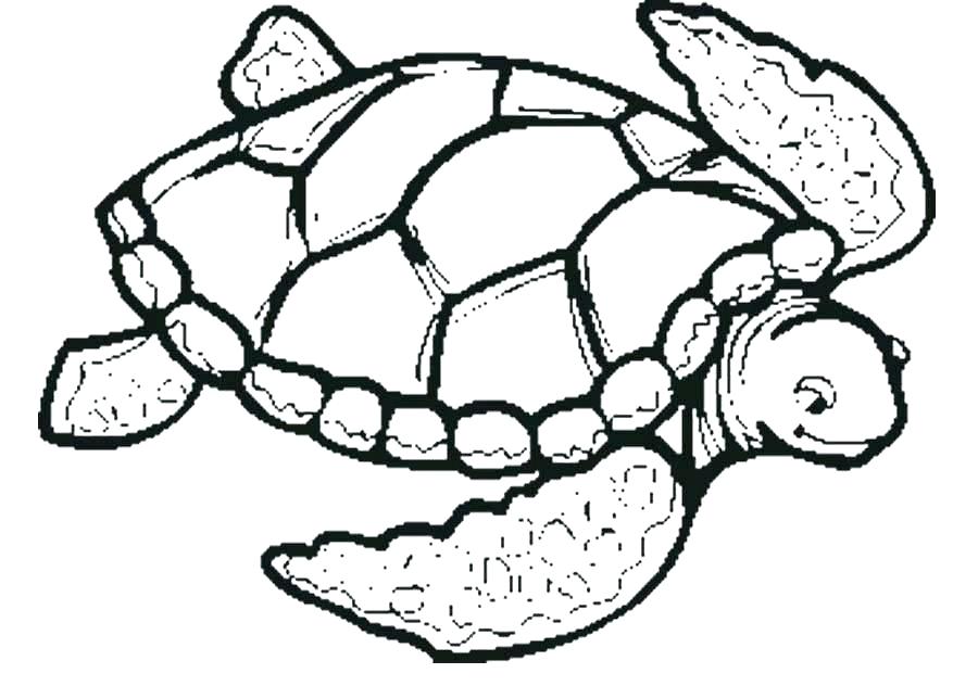 900x632 Ninja Turtle Colouring Pages Turtle Color Pages Sea Turtle