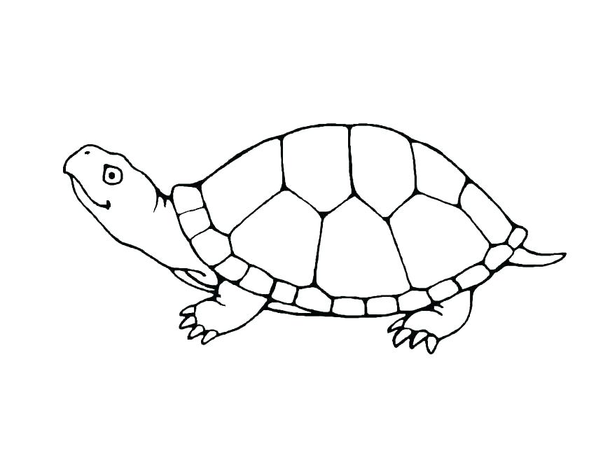 871x647 Turtle Coloring Pages Printable Green Sea Turtle Coloring Page