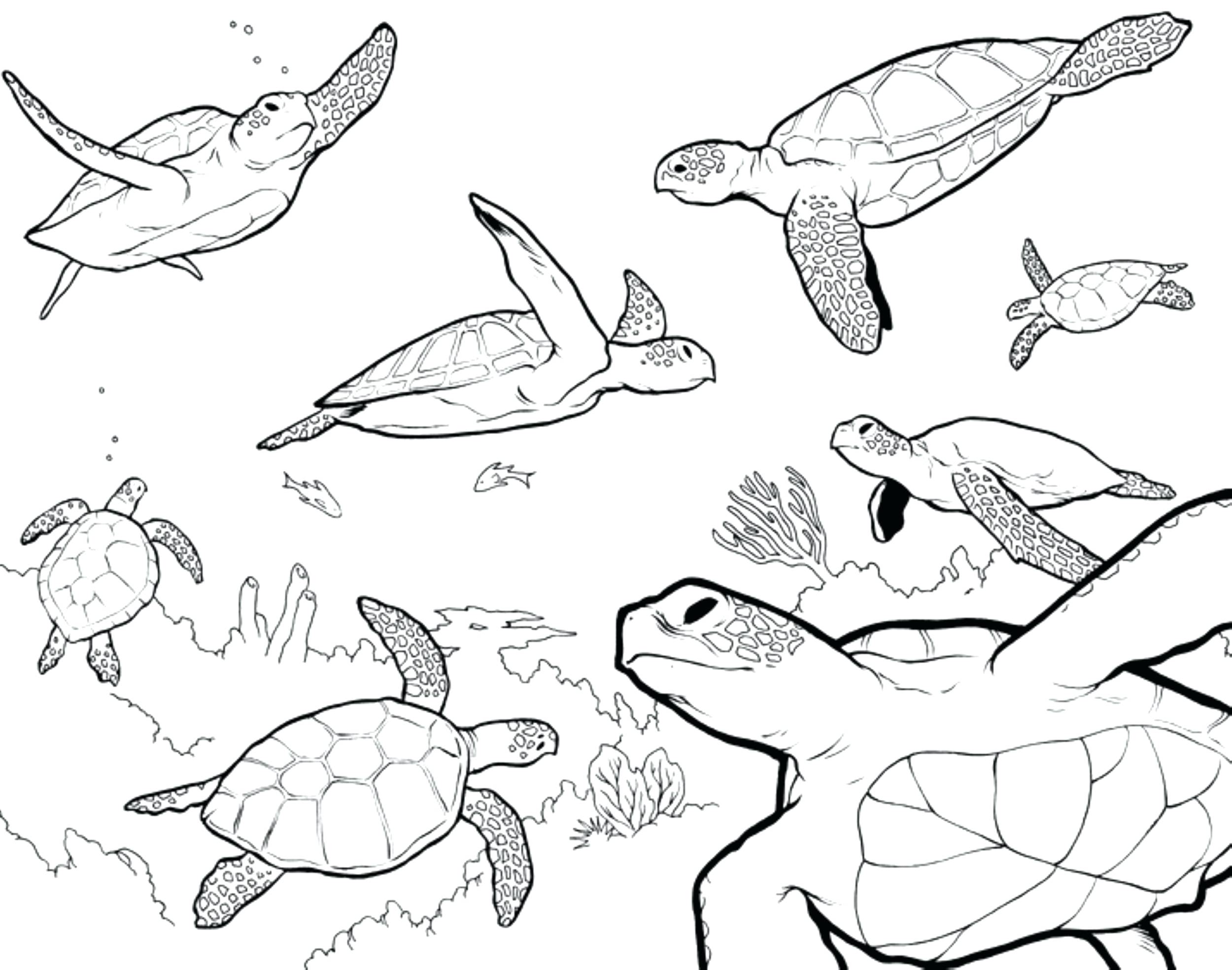2500x1969 Coloring Pages Thanksgiving Free Seashells Complete Sea Shells
