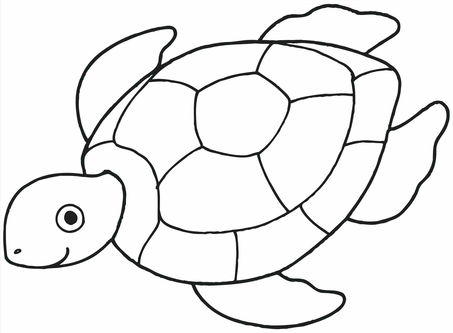 1900x1397 Opportunities Seashells Coloring Page Pages Christmas Disney Sea