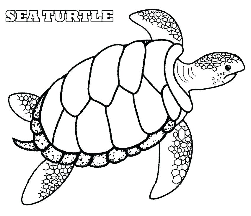 850x731 Sea Shell Coloring Page Sea Shell Coloring Page Fighting Conch