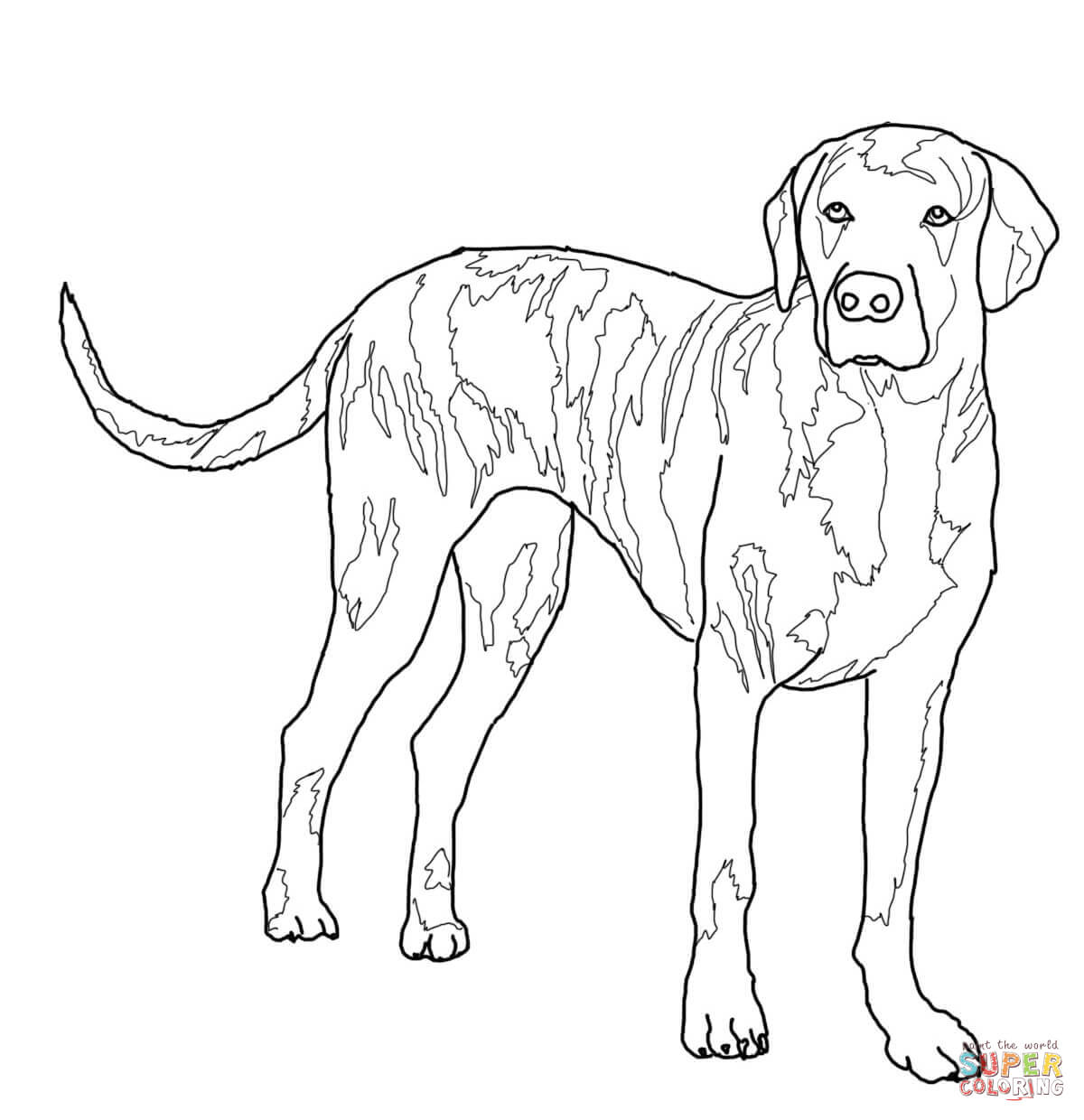 1200x1240 Direct Whippet Coloring Pages Dogs Free