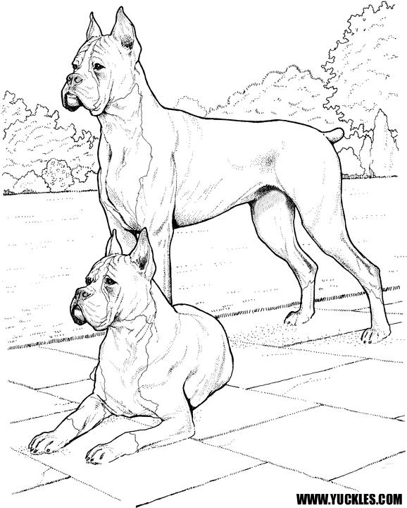 578x720 Boxer.png
