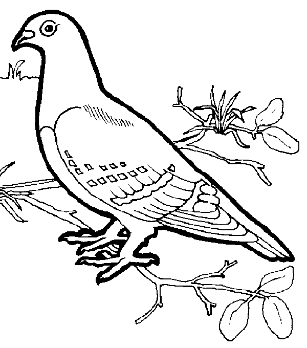 600x680 Different Types Of Birds Coloring Pages Coloring Kids