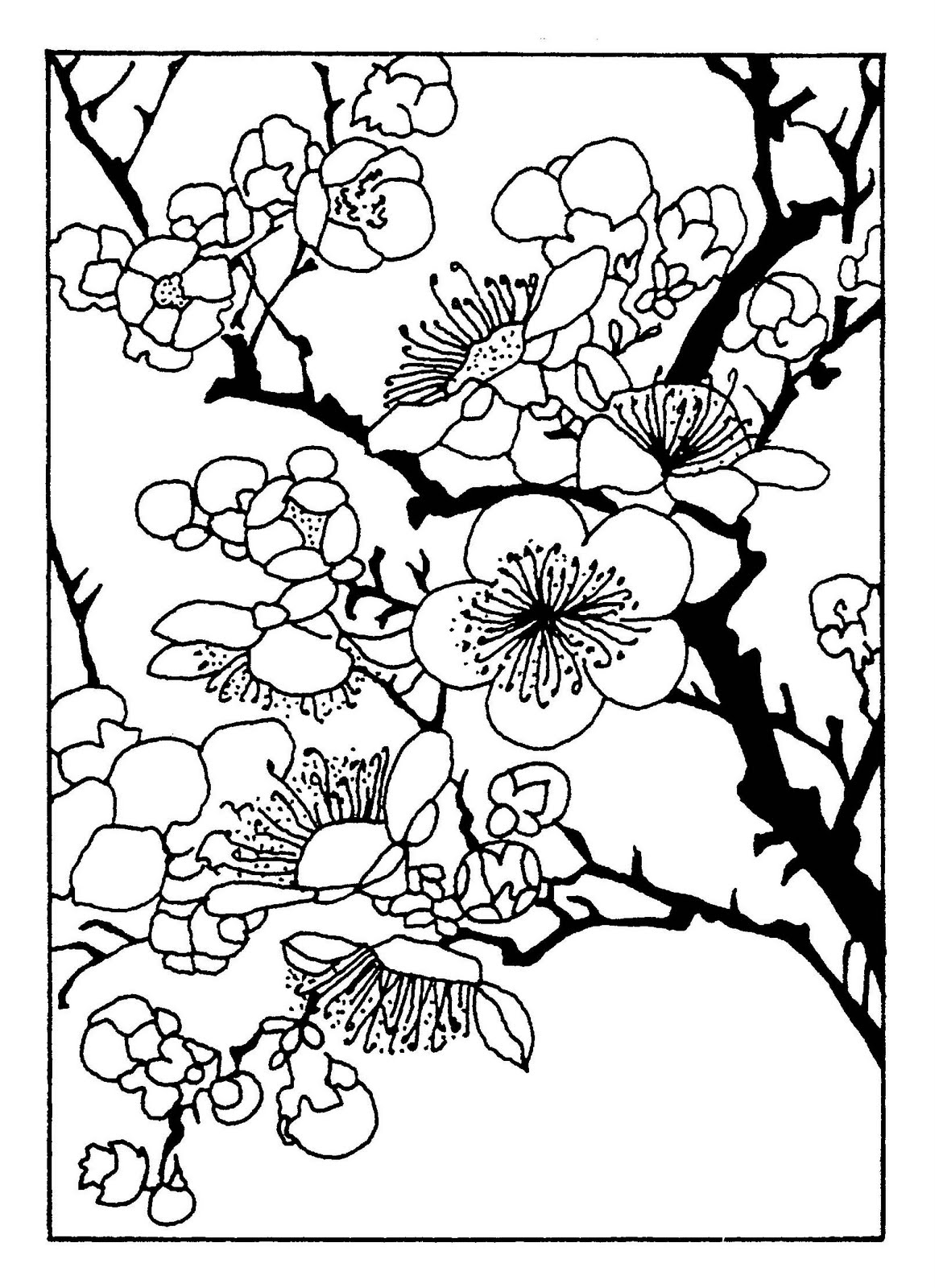 1161x1600 Announcing Cherry Blossom Coloring Page Pages