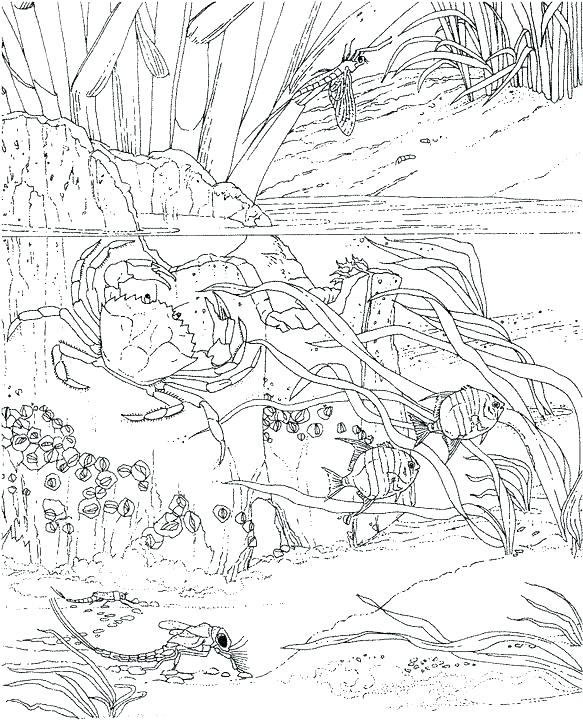 583x720 Free Ocean Scene Coloring Pages Kids Coloring Ocean Scene Coloring