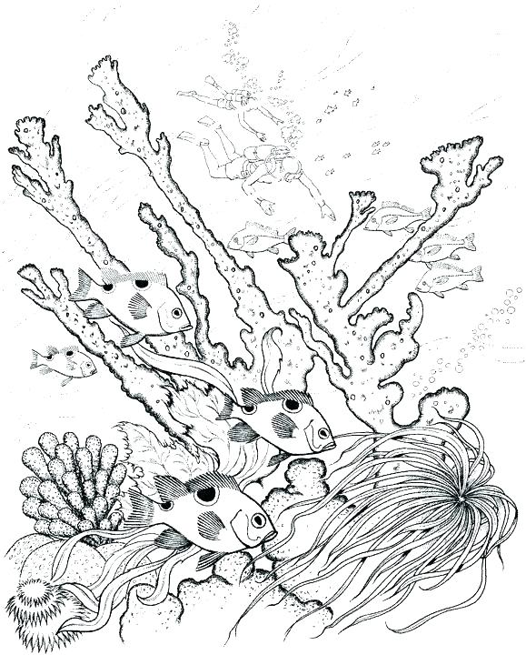 579x720 Coloring Underwater Coloring Pages Ocean Page Adult Animals