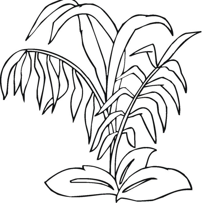 660x660 A Plant Coloring Pages Cool Ocean Plants Coloring Pages