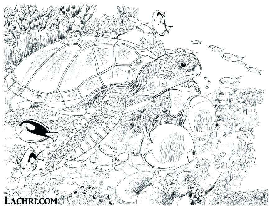 878x679 Underwater Coloring Pages Under Sea Coloring Pages Color This Sea